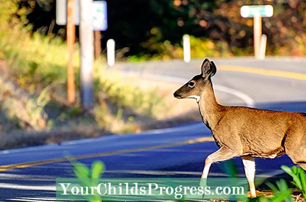 Kaj morajo vozniki vedeti o sezoni jelenov in avtomobilskem zavarovanju